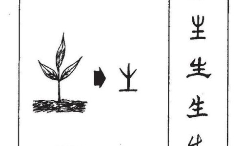 中药防风的作用与禁忌专区_防风的功效与作用和主治专区_中药防风的作用网